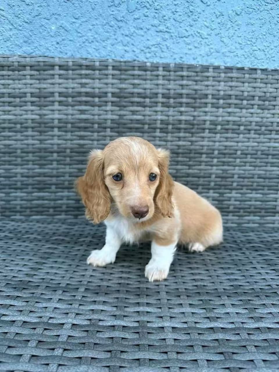 Dachshund - peller